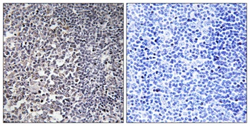 MRP-S16 antibody