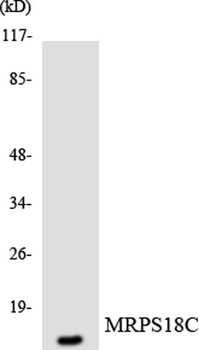 MRP-S18C antibody