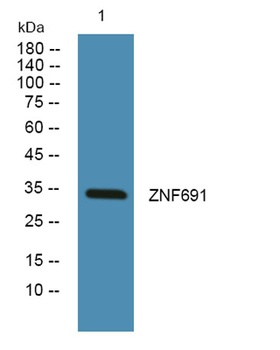 ZNF691 rabbit pAb