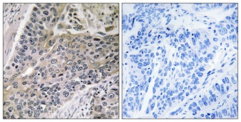 MRP-S7 antibody