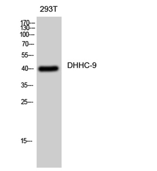 DHHC-9 antibody
