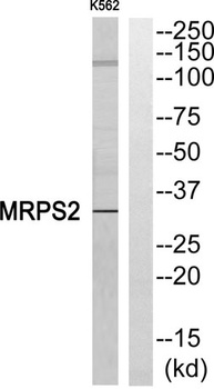 MRP-S2 antibody