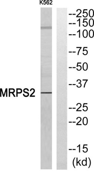 MRP-S2 rabbit pAb