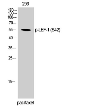 LEF-1 (phospho-Ser42) antibody