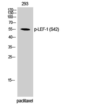 LEF-1 (phospho Ser42) rabbit pAb