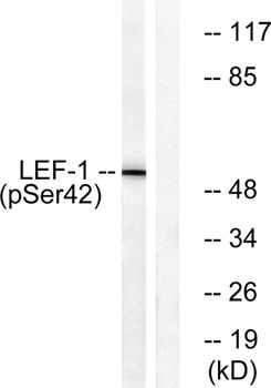 LEF-1 (phospho Ser42) rabbit pAb Antibody