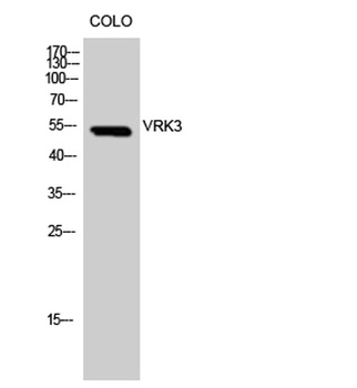 VRK3 antibody