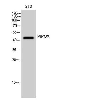 PIPOX rabbit pAb