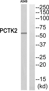PCTAIRE-2 rabbit pAb