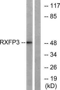 Relaxin Receptor 3 antibody