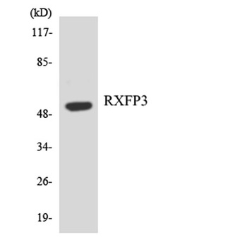 Relaxin Receptor 3 rabbit pAb Antibody
