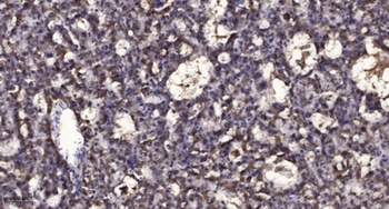 Relaxin Receptor 3 rabbit pAb Antibody