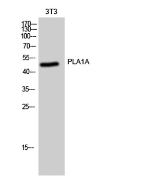 PLA1A antibody