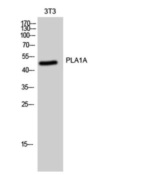 PLA1A rabbit pAb