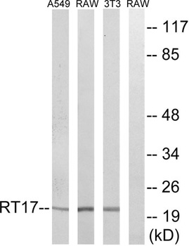 MRP-S17 rabbit pAb