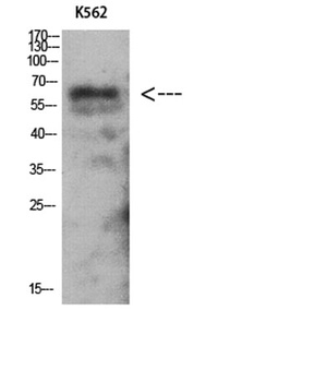 AMPK gamma 2 antibody