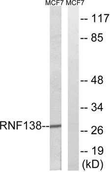 RNF138 rabbit pAb