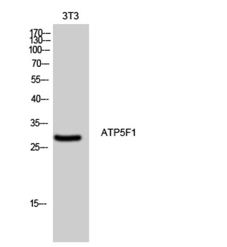 ATP5F1 rabbit pAb Antibody