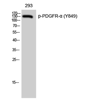 PDGFR-alpha (phospho-Tyr849) antibody