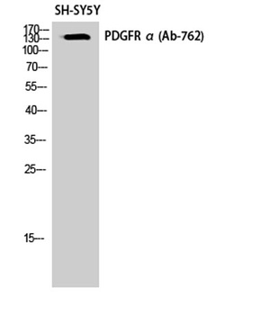 PDGFR-α rabbit pAb