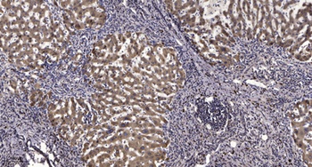 ATP5G1 rabbit pAb