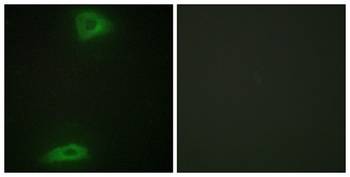 ERGIC-3 rabbit pAb