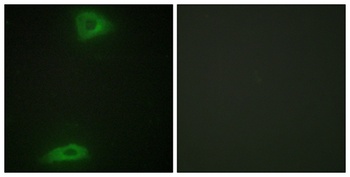 ERGIC-3 antibody