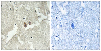 HMP19 antibody