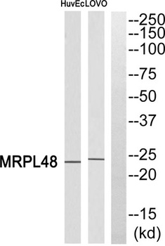 MRP-L48 antibody