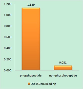 PDK1 (phospho-Tyr9) antibody