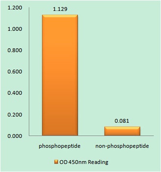 PDHK1 (phospho Tyr9) rabbit pAb