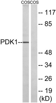 PDHK1 rabbit pAb