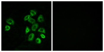 GPRC5B rabbit pAb