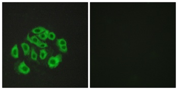 Endomucin rabbit pAb