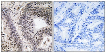 WWOX (phospho Tyr33) rabbit pAb