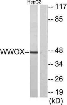 WWOX rabbit pAb