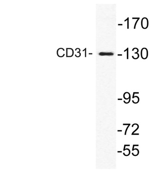 CD31 rabbit pAb Antibody