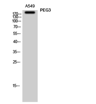 PEG3 rabbit pAb