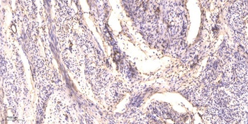 PEG3 rabbit pAb Antibody