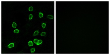 ATP5G3 antibody