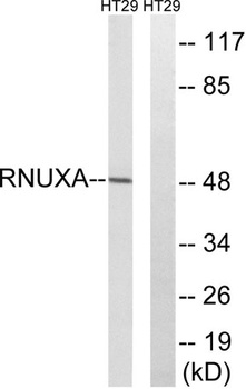 PHAX antibody