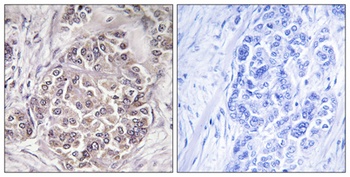 Peroxin 1 rabbit pAb