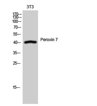 Peroxin 7 antibody