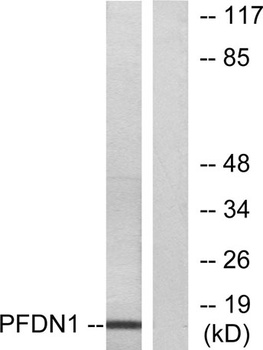 Prefoldin 1 antibody