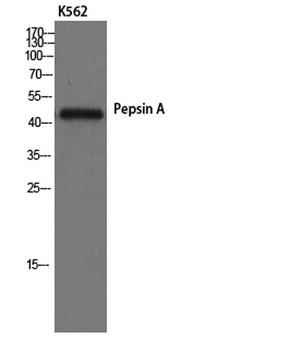 Pepsin A antibody