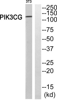 PI 3-Kinase p110 gamma antibody