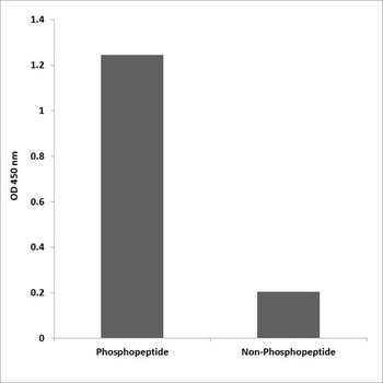 PI 3-kinase p85β (phospho Tyr464) rabbit pAb