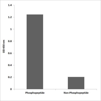 PI 3-kinase p85 beta (phospho-Tyr464) antibody