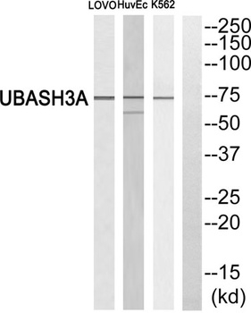 TULA rabbit pAb