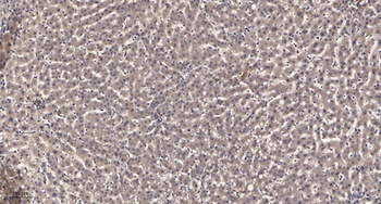 PLC γ1 (phospho Tyr1253) rabbit pAb Antibody